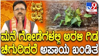 Daily Devotional: ಮನೆ ಗೋಡೆಗಳಲ್ಲಿ ಅರಳಿ ಗಿಡ ಚಿಗುರಿದರೆ ಅಪಾಯ ಖಂಡಿತ!