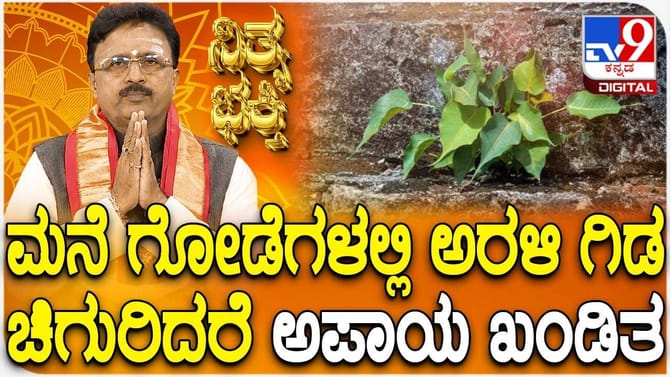 ಮನೆ ಗೋಡೆಗಳಲ್ಲಿ ಅರಳಿ ಗಿಡ ಚಿಗುರಿದರೆ ಅಪಾಯ ಖಂಡಿತ!