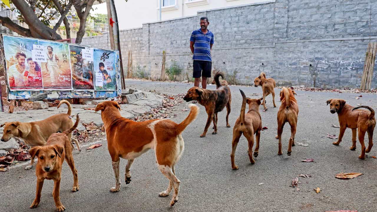 ಬೆಂಗಳೂರಲ್ಲಿ ಮಿತಿ ಮೀರಿದ ಶ್ವಾನಗಳ ದಾಳಿ ಪ್ರಕರಣ: 5 ತಿಂಗಳಲ್ಲಿ 9.7 ಸಾವಿರ ಕೇಸ್ ಬೆಂಗಳೂರಲ್ಲಿ ಮಿತಿ ಮೀರಿದ ಶ್ವಾನಗಳ ದಾಳಿ ಪ್ರಕರಣ: 5 ತಿಂಗಳಲ್ಲಿ 9.7 ಸಾವಿರ ಕೇಸ್