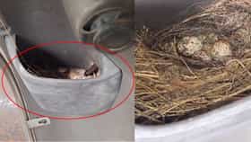 Viral: ಸ್ಕೂಟರ್‌ನಲ್ಲಿ ಗೂಡು ಕಟ್ಟಿ ಮರಿ ಇಟ್ಟ ಗುಬ್ಬಚ್ಚಿ, ಅಚ್ಚರಿಗೊಂಡ ಸ್ಥಳೀಯರು