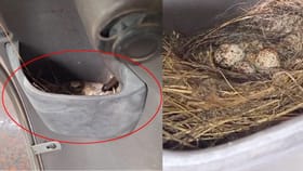 ಸ್ಕೂಟರ್‌ನಲ್ಲಿ ಗೂಡು ಕಟ್ಟಿ ಮರಿ ಇಟ್ಟ ಗುಬ್ಬಚ್ಚಿ