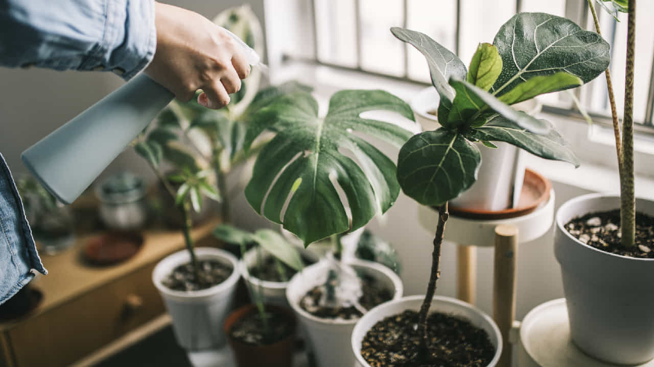 Vastu Plants: ಮನೆಯ ಮುಖ್ಯ ದ್ವಾರದ ಬಳಿ ಈ ಗಿಡಗಳನ್ನು ಇಡಲೇಬೇಡಿ; ವಾಸ್ತು ಎಚ್ಚರಿಕೆ ಇಲ್ಲಿದೆ