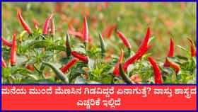 ಮನೆಯ ಮುಂಭಾಗದಲ್ಲಿ ಮೆಣಸಿನ ಗಿಡ ನೆಡಬಾರದು ಏಕೆ ಗೊತ್ತಾ?