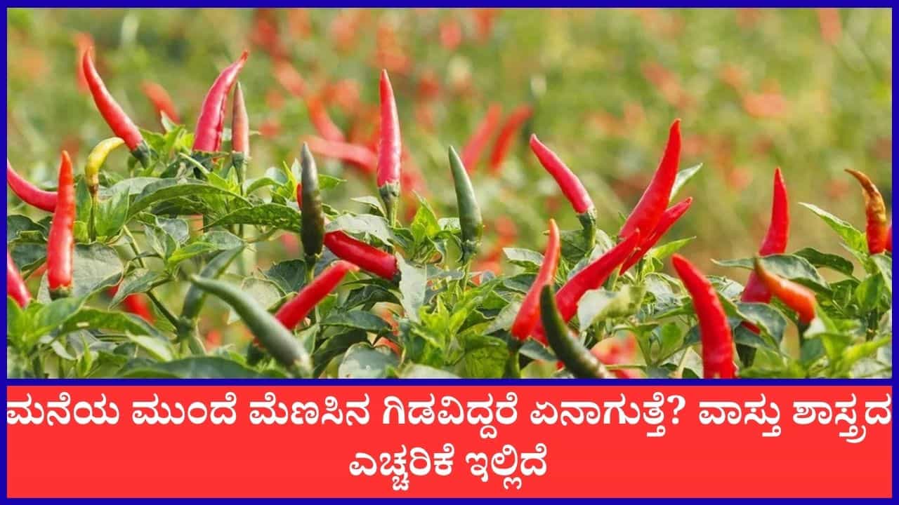 Vasthu Tips: ಮನೆಯ ಮುಂಭಾಗದಲ್ಲಿ ಮೆಣಸಿನ ಗಿಡ ನೆಡಬಾರದು ಏಕೆ ಗೊತ್ತಾ?