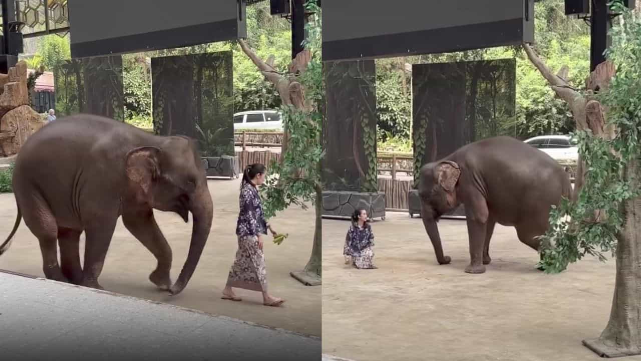 Video: ಗಾಯಗೊಂಡು ಕುಂಟುತ್ತಾ ನಡೆಯುತ್ತಿದ್ದ ಮಾಲಕಿಯನ್ನೇ ಅನುಕರಣೆ ಮಾಡಿದ ಗಜರಾಜ