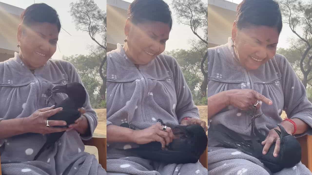 Video: ಕಾಗೆಯನ್ನು ಮಡಿಲಿನಲ್ಲಿ ಮಲಗಿಸಿ ಮಗುವಿನಂತೆ ಮುದ್ದಿಸಿದ ಮಹಿಳೆ Video: ಕಾಗೆಯನ್ನು ಮಡಿಲಿನಲ್ಲಿ ಮಲಗಿಸಿ ಮಗುವಿನಂತೆ ಮುದ್ದಿಸಿದ ಮಹಿಳೆ