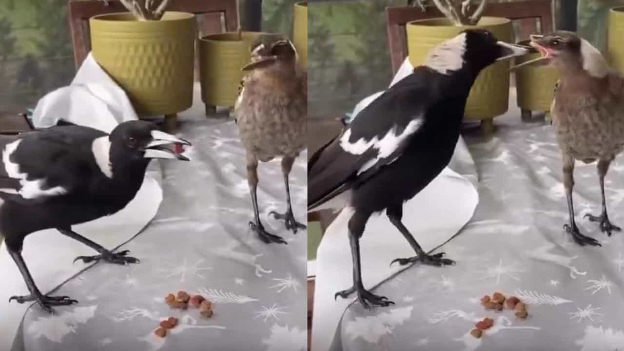 Video: ಕೊಕ್ಕು ಮುರಿದುಕೊಂಡು ಆಹಾರ ತಿನ್ನಲು ಕಷ್ಟಪಡುತ್ತಿದ್ದ ಹಕ್ಕಿಯ ನೆರವಿಗೆ ಬಂದ ಮತ್ತೊಂದು ಪಕ್ಷಿ