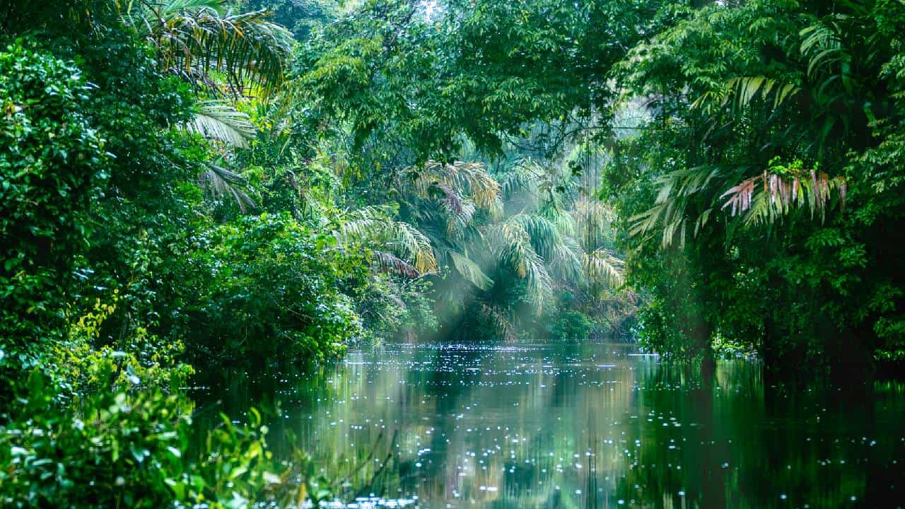 World Rainforest Day 2026: ಪರಿಸರ ಸಮತೋಲನವನ್ನು ಕಾಪಾಡುವಲ್ಲಿ ಹಚ್ಚ ಹಸಿರ ಮಳೆಕಾಡುಗಳ ಪಾತ್ರ ಅಪಾರ World Rainforest Day 2026: ಪರಿಸರ ಸಮತೋಲನವನ್ನು ಕಾಪಾಡುವಲ್ಲಿ ಹಚ್ಚ ಹಸಿರ ಮಳೆಕಾಡುಗಳ ಪಾತ್ರ ಅಪಾರ
