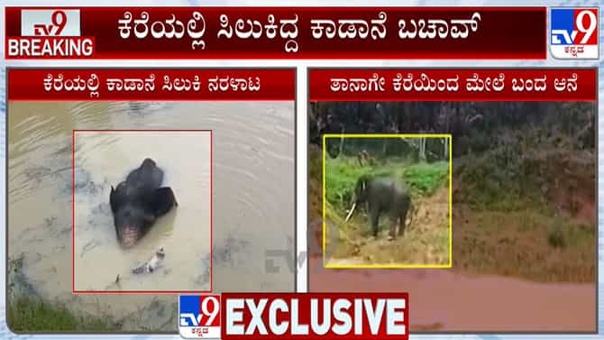 2 ದಿನ ಕೆರೆಯಲ್ಲಿ ನರಳಾಡಿ ತನ್ನಷ್ಟಕ್ಕೇ ತಾನೆ ಆಚೆ ಬಂದ ಆನೆ