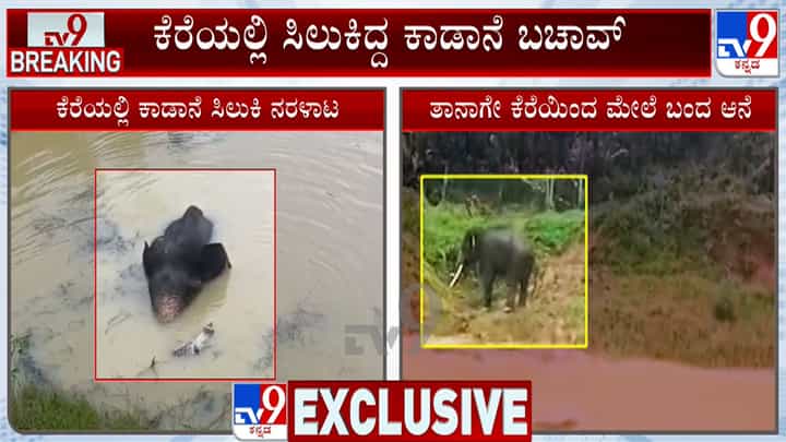 ಕರೆಯಲ್ಲಿ ಸಿಲುಕಿದ್ದ ಕಾಡಾನೆ ಬಚಾವ್, 2 ದಿನ ನರಳಾಡಿ ತನ್ನಷ್ಟಕ್ಕೇ ತಾನೆ ಆಚೆ ಬಂದ ಆನೆ ಕರೆಯಲ್ಲಿ ಸಿಲುಕಿದ್ದ ಕಾಡಾನೆ ಬಚಾವ್, 2 ದಿನ ನರಳಾಡಿ ತನ್ನಷ್ಟಕ್ಕೇ ತಾನೆ ಆಚೆ ಬಂದ ಆನೆ