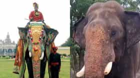 ಮೈಸೂರು ದಸರಾ ಅಂಬಾರಿ ಆನೆ ಅಭಿಮನ್ಯುವಿಗೆ ದಂತಭಗ್ನ!