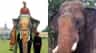 ಮೈಸೂರು ದಸರಾ ಅಂಬಾರಿ ಆನೆ ಅಭಿಮನ್ಯುವಿಗೆ ದಂತಭಗ್ನ!