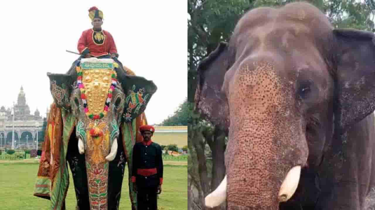 ಮೈಸೂರು ದಸರಾ ಅಂಬಾರಿ ಆನೆ ಅಭಿಮನ್ಯುವಿಗೆ ದಂತಭಗ್ನ; ದಸರಾ ಮಹೋತ್ಸವಕ್ಕೆ ಅಡ್ಡಿಯಾಗುತ್ತಾ?