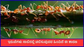 ಇರುವೆಗಳು ಒಂದೇ ಸಾಲಿನಲ್ಲಿ ಚಲಿಸುವುದರ ಹಿಂದಿದೆ ಈ ಕಾರಣ