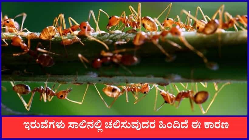 Ants: ಇರುವೆಗಳು ಸಾಲಾಗಿ ಚಲಿಸುವುದರ ಹಿಂದಿದೆ ಈ ಕಾರಣ