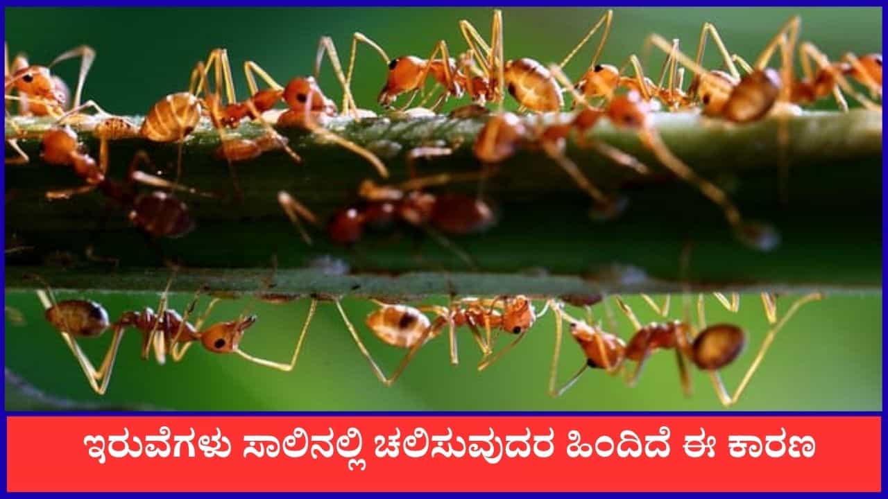 Ants: ಇರುವೆಗಳು ಸಾಲಾಗಿ ಚಲಿಸುವುದರ ಹಿಂದಿದೆ ಈ ಕಾರಣ Ants: ಇರುವೆಗಳು ಸಾಲಾಗಿ ಚಲಿಸುವುದರ ಹಿಂದಿದೆ ಈ ಕಾರಣ