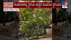 ಬೆಂಗಳೂರು: ಅತ್ತಿಗುಪ್ಪೆ ಮೆಟ್ರೋ ನಿಲ್ದಾಣದ ಬಳಿ ಬೃಹತ್ ಮರ ಧರೆಗುರುಳಿ ಇಬ್ಬರಿಗೆ ಗಾಯ