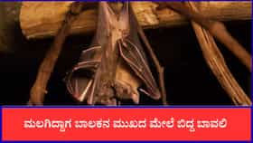 ಮಲಗಿದ್ದಾಗ ಮುಖದ ಮೇಲೆ ಬಿದ್ದ ಬಾವಲಿ, ರೇಬೀಸ್‌ನಿಂದ 11 ವರ್ಷದ ಬಾಲಕ ಸಾವು