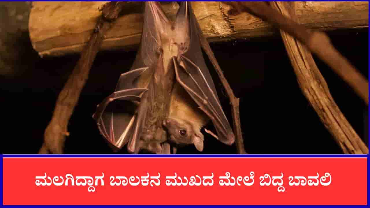 ಮಲಗಿದ್ದಾಗ ಮುಖದ ಮೇಲೆ ಬಿದ್ದ ಬಾವಲಿ, ಕಡಿತದ ಗುರುತಿಲ್ಲದಿದ್ದರೂ ರೇಬೀಸ್ನಿಂದ 11 ವರ್ಷದ ಬಾಲಕ ಸಾವು