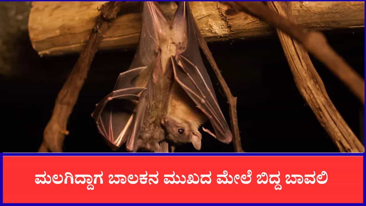 ಮಲಗಿದ್ದಾಗ ಮುಖದ ಮೇಲೆ ಬಿದ್ದ ಬಾವಲಿ, ಕಡಿತದ ಗುರುತಿಲ್ಲದಿದ್ದರೂ ರೇಬೀಸ್ನಿಂದ 11 ವರ್ಷದ ಬಾಲಕ ಸಾವು ಮಲಗಿದ್ದಾಗ ಮುಖದ ಮೇಲೆ ಬಿದ್ದ ಬಾವಲಿ, ಕಡಿತದ ಗುರುತಿಲ್ಲದಿದ್ದರೂ ರೇಬೀಸ್ನಿಂದ 11 ವರ್ಷದ ಬಾಲಕ ಸಾವು