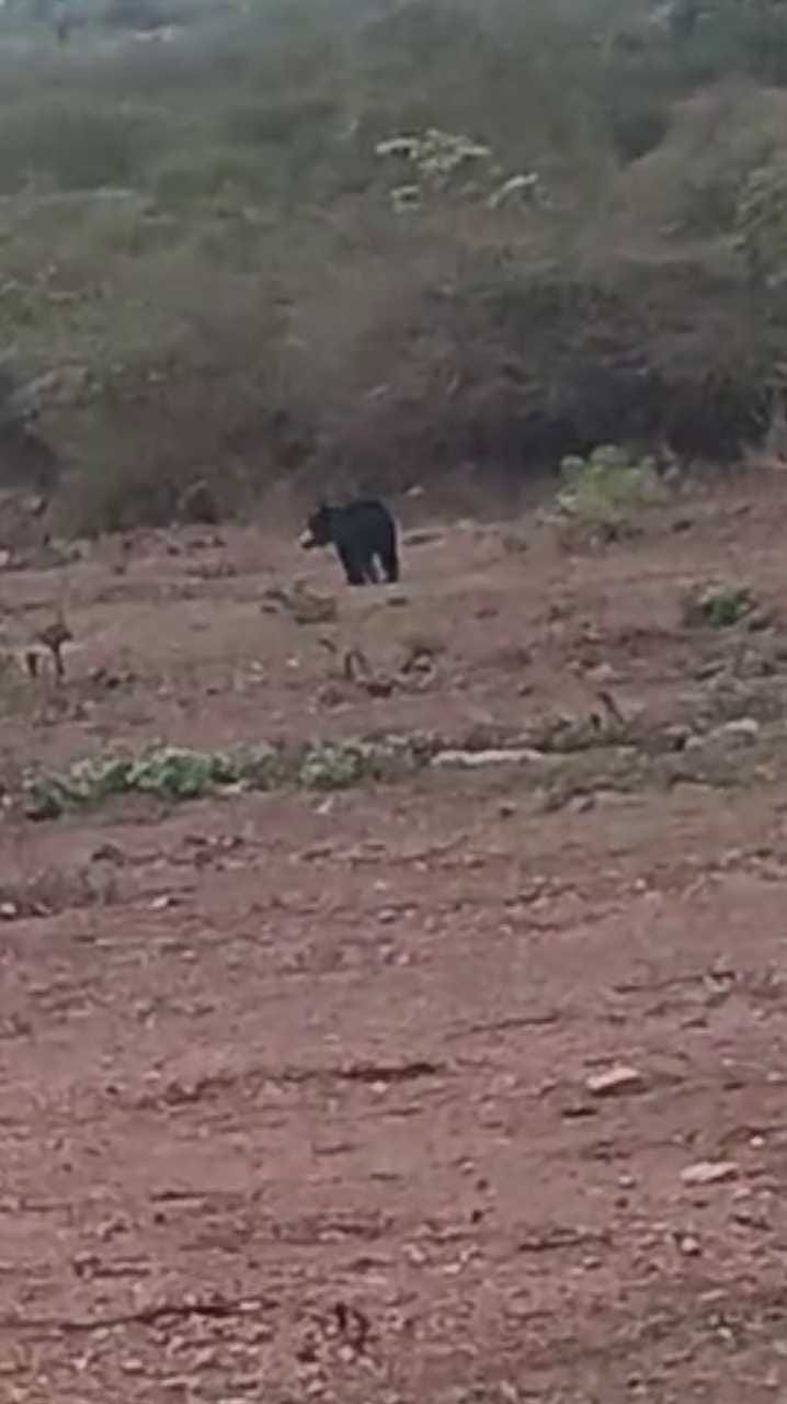 ಹಗಲಿನಲ್ಲೇ ಕಾಣಿಸಿಕೊಂಡ ಕರಡಿ!