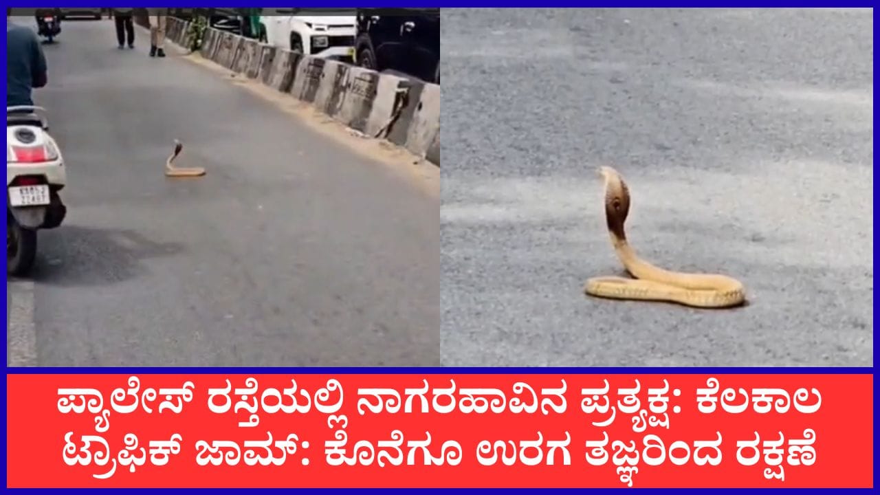 ಬೆಂಗಳೂರಿನ ಪ್ಯಾಲೇಸ್ ರಸ್ತೆ ಮಧ್ಯೆ ಹೆಡೆಬಿಚ್ಚಿ ನಿಂತ ನಾಗರಹಾವು: 40 ನಿಮಿಷ ವಾಹನ ಸಂಚಾರ ಸ್ಥಗಿತ