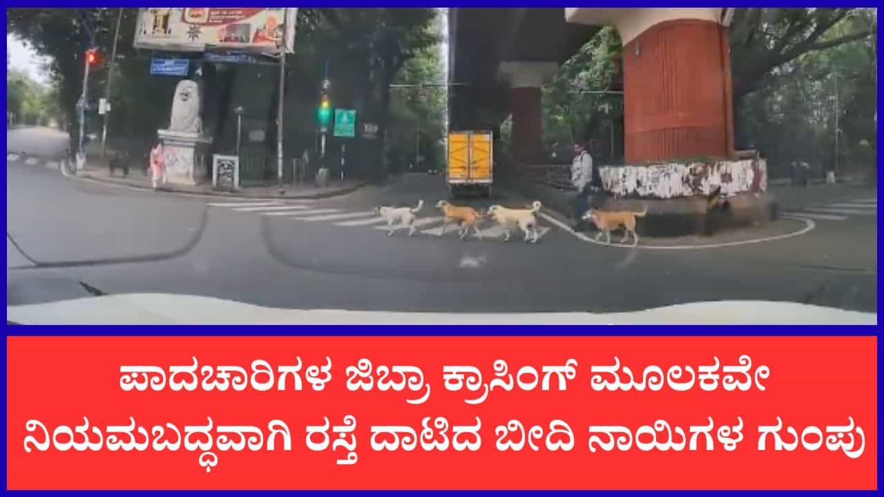 ಮನುಷ್ಯರಿಗೇ ಬುದ್ಧಿ ಕಲಿಸಿದ ಬೆಂಗಳೂರಿನ ಬೀದಿ ನಾಯಿಗಳು: ಟ್ರಾಫಿಕ್ ರೂಲ್ಸ್ ಪಾಲಿಸಿ 'ಜಿಬ್ರಾ ಕ್ರಾಸಿಂಗ್'ನಲ್ಲೇ ರಸ್ತೆ ದಾಟಿದ ಶ್ವಾನಗಳ ಗುಂಪು ಮನುಷ್ಯರಿಗೇ ಬುದ್ಧಿ ಕಲಿಸಿದ ಬೆಂಗಳೂರಿನ ಬೀದಿ ನಾಯಿಗಳು: ಟ್ರಾಫಿಕ್ ರೂಲ್ಸ್ ಪಾಲಿಸಿ 'ಜಿಬ್ರಾ ಕ್ರಾಸಿಂಗ್'ನಲ್ಲೇ ರಸ್ತೆ ದಾಟಿದ ಶ್ವಾನಗಳ ಗುಂಪು