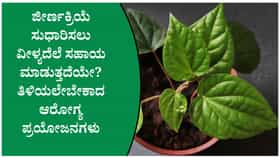 ತಲೆನೋವಿಗೆ ವೀಳ್ಯದೆಲೆ ಮದ್ದು! ಆದರೆ ಸೇವಿಸುವಾಗ ಈ ತಪ್ಪನ್ನು ಮಾಡಬಾರದು