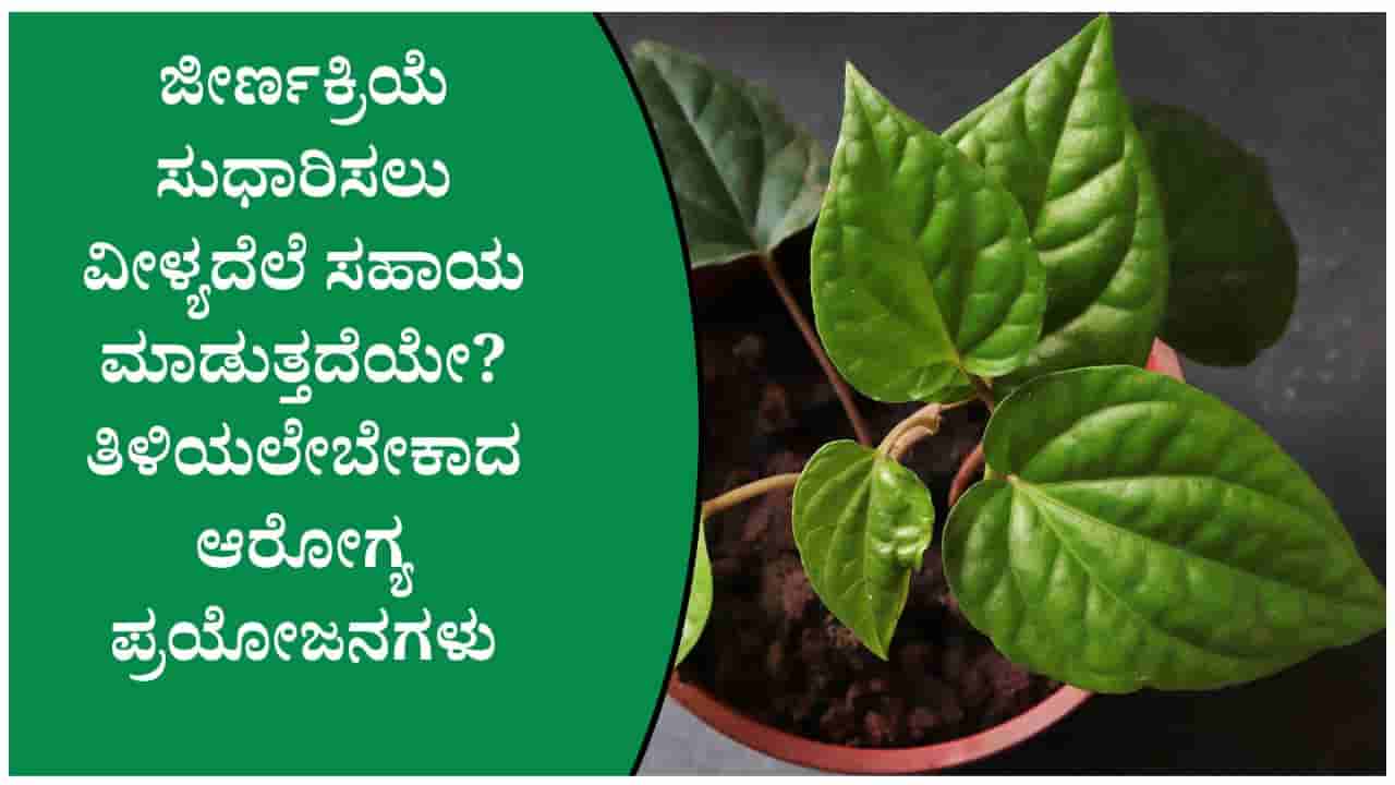 ವೀಳ್ಯದೆಲೆಯ ಆರೋಗ್ಯ ರಹಸ್ಯ: ತಲೆನೋವು, ಗ್ಯಾಸ್, ಬಾಯಿ ದುರ್ವಾಸನೆಗೆ ನೈಸರ್ಗಿಕ ಪರಿಹಾರ