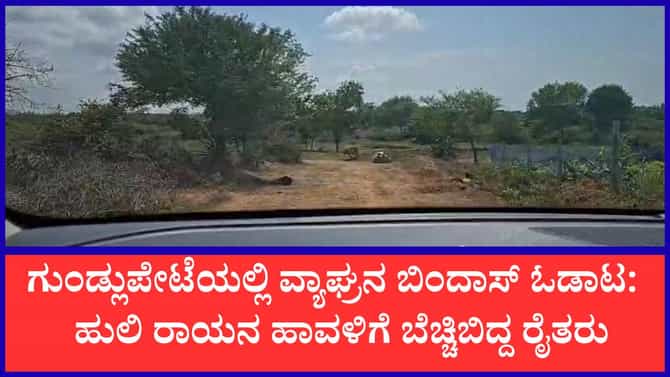 ಗುಂಡ್ಲುಪೇಟೆಯಲ್ಲಿ ವ್ಯಾಘ್ರನ ಬಿಂದಾಸ್ ಓಡಾಟ