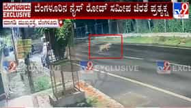 ನೈಸ್‌ ರೋಡ್ ಸಮೀಪ ಚಿರತೆ ಪ್ರತ್ಯಕ್ಷ: ಸಿಸಿಟಿವಿಯಲ್ಲಿ ದೃಶ್ಯ ಸೆರೆ
