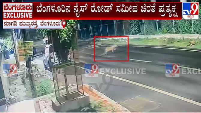 ನೈಸ್‌ ರೋಡ್ ಸಮೀಪ ಚಿರತೆ ಪ್ರತ್ಯಕ್ಷ: ಸಿಸಿಟಿವಿಯಲ್ಲಿ ದೃಶ್ಯ ಸೆರೆ