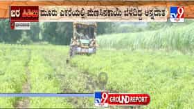 ಧಾರವಾಡ: ಮೆಣಸಿನಕಾಯಿ ದರ ಕುಸಿತ, 3 ಎಕರೆಯಲ್ಲಿ ಬೆಳೆದಿದ್ದ ಬೆಳೆ ನಾಶ ಮಾಡಿದ ರೈತ!
