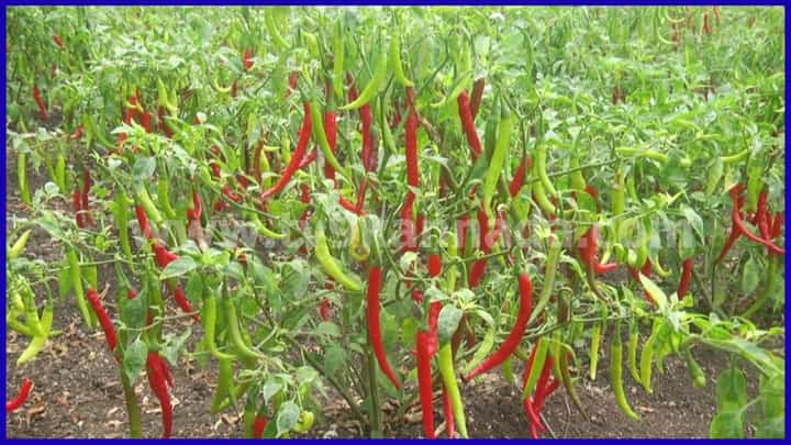 ಧಾರವಾಡ: ಮೆಣಸಿನಕಾಯಿ ದರ ಕುಸಿತ, 3 ಎಕರೆಯಲ್ಲಿ ಬೆಳೆದಿದ್ದ ಬೆಳೆ ನಾಶ ಮಾಡಿದ ರೈತ! ಧಾರವಾಡ: ಮೆಣಸಿನಕಾಯಿ ದರ ಕುಸಿತ, 3 ಎಕರೆಯಲ್ಲಿ ಬೆಳೆದಿದ್ದ ಬೆಳೆ ನಾಶ ಮಾಡಿದ ರೈತ!