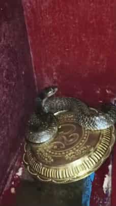 ಕೊಳ್ಳೇಗಾಲ: ದೇವರ ಮನೆಯಲ್ಲಿತ್ತು ಭಾರೀ ಗಾತ್ರದ ನಾಗರಹಾವು