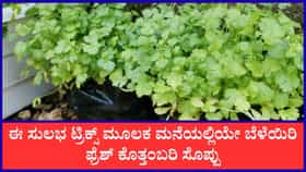 ಮನೆಯಲ್ಲಿಯೇ ಫ್ರೆಶ್‌ ಕೊತ್ತಂಬರಿ ಸೊಪ್ಪು ಬೆಳೆಯಿರಿ