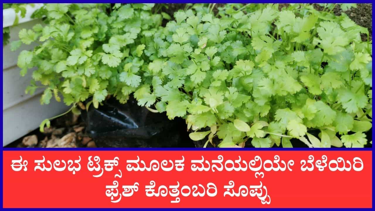 ಮನೆಯಲ್ಲಿ ಸುಲಭವಾಗಿ ಬೆಳೆಸ್ಬೋದು ತಾಜಾ ಕೊತ್ತಂಬರಿ ಸೊಪ್ಪು; ನಿಮಗಾಗಿ ಇಲ್ಲಿದೆ ಸಲಹೆ