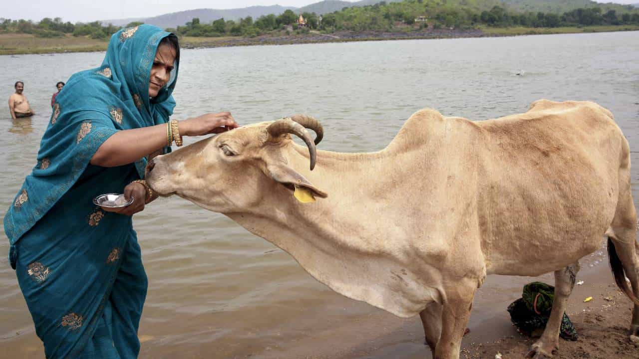 ರಾಷ್ಟ್ರೀಯ ಗೋಕುಲ್ ಮಿಷನ್; ಸರ್ಕಾರದ ಸಬ್ಸಿಡಿ, ಸಹಾಯಧನಗಳನ್ನು ಬಳಸಿ ಹೈನುಗಾರಿಕೆಯಿಂದ ಆದಾಯ ಗಳಿಸಿ ರಾಷ್ಟ್ರೀಯ ಗೋಕುಲ್ ಮಿಷನ್; ಸರ್ಕಾರದ ಸಬ್ಸಿಡಿ, ಸಹಾಯಧನಗಳನ್ನು ಬಳಸಿ ಹೈನುಗಾರಿಕೆಯಿಂದ ಆದಾಯ ಗಳಿಸಿ