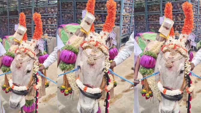 ಗೋಮಾತೆಗೆ ಅದ್ಧೂರಿ ಸೀಮಂತ ಮಾಡಿ ಹೋಳಿಗೆ ಊಟ ಹಾಕಿಸಿದ ರೈತ!