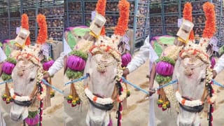 ಗೋಮಾತೆಗೆ ಅದ್ಧೂರಿ ಸೀಮಂತ ಮಾಡಿ ಹೋಳಿಗೆ ಊಟ ಹಾಕಿಸಿದ ರೈತ!