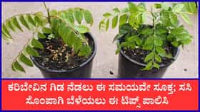 ಮಳೆಗಾಲದಲ್ಲಿ ಕರಿಬೇವಿನ ಗಿಡವನ್ನು ಬೆಳೆಸಲು ಈ ಸಲಹೆಗಳನ್ನು ಪಾಲಿಸಿ
