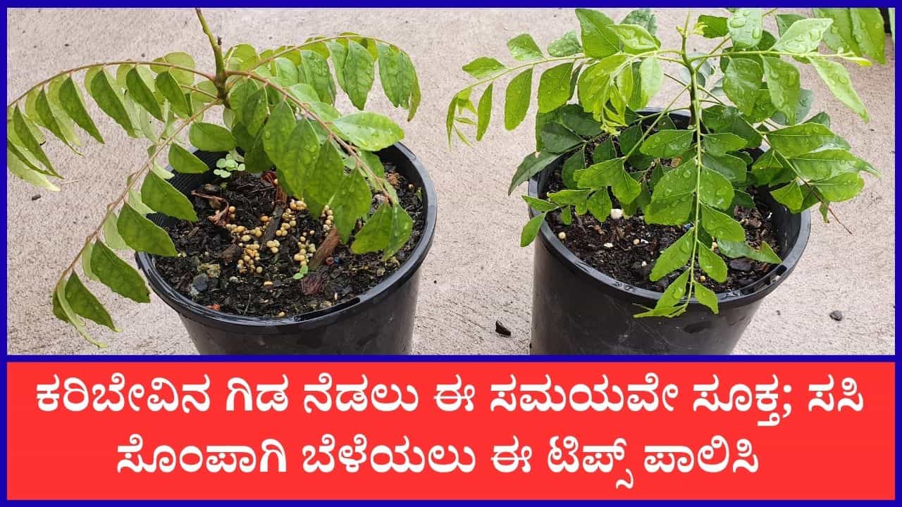 ಜಸ್ಟ್‌ ಈ ಟಿಪ್ಸ್‌ ಪಾಲಿಸುವ ಮೂಲಕ ಮನೆಯಂಗಳದಲ್ಲಿಯೇ ಸುಲಭವಾಗಿ ಬೆಳೆಯಬಹುದು ಕರಿಬೇವಿನ ಗಿಡ