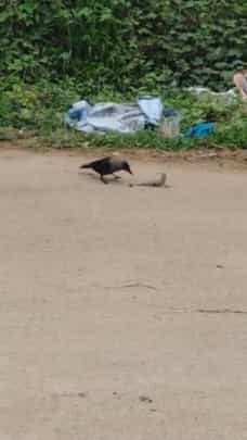 ಓತಿಕ್ಯಾತ - ಕಾಗೆ ರಸ್ತೆಯಲ್ಲೇ ರೋಚಕ ಸಂಘರ್ಷ