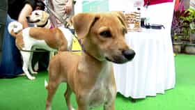 ದೇಸಿ ಶ್ವಾನ ದತ್ತು ಕಾರ್ಯಕ್ರಮ: ನಾಯಿಗಳನ್ನು ಮುದ್ದಾಡಿದ ಸಾರ್ವಜನಿಕರು