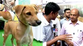 ದೇಸಿ ಶ್ವಾನ ದತ್ತು ಕಾರ್ಯಕ್ರಮ: ನಾಯಿಗಳನ್ನು ಮುದ್ದಾಡಿದ ಸಾರ್ವಜನಿಕರು