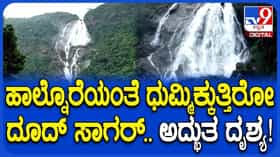 Dudhsagar Falls: ಹಾಲಿನ ಕಡಲಿನಂತೆ ಹರಿಯುತ್ತಿದೆ ದೂದ್‌ ಸಾಗರ್​!