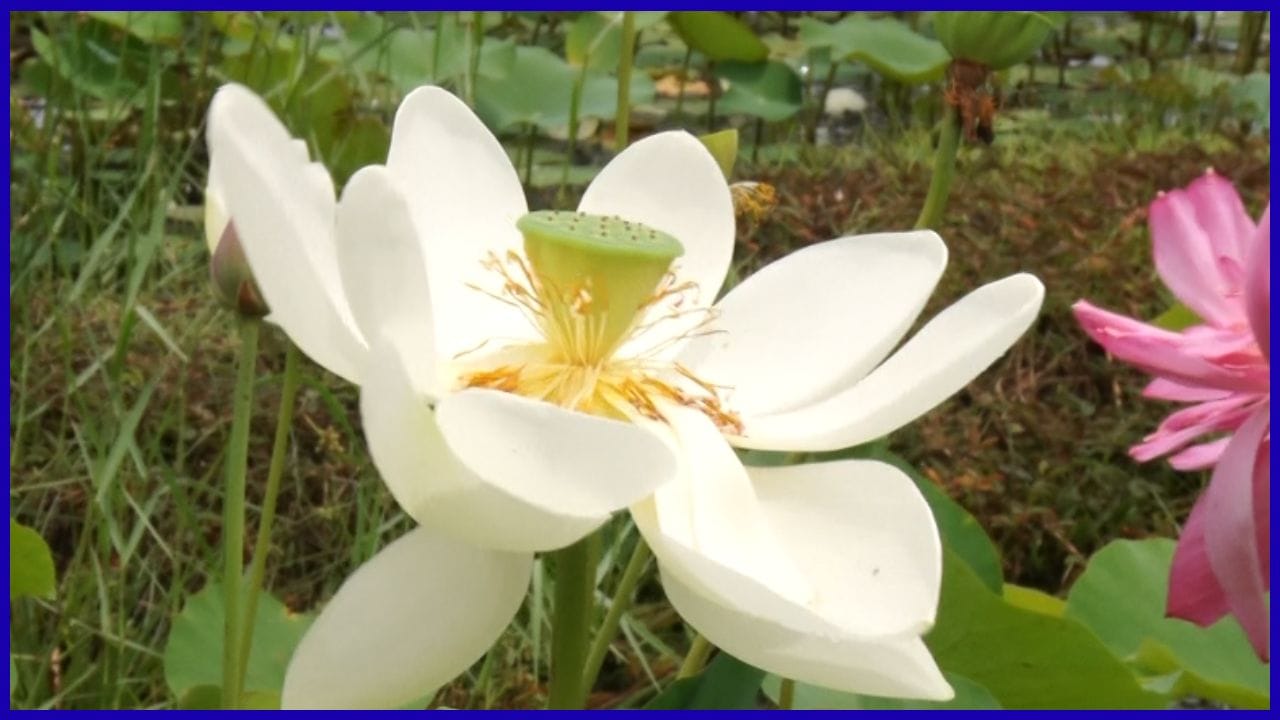 Dupi Farmer Earns 1 Lakh Month (3)