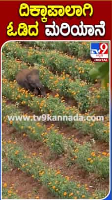 ಹೊಲದಲ್ಲಿ ಅಡ್ಡಾದಿಡ್ಡಿ ಓಡಾಡಿದ ಮರಿ ಆನೆ