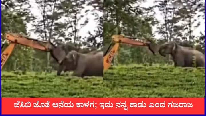 ಜೆಸಿಬಿ ಜೊತೆ ಆನೆಯ ಕಾಳಗ; ಇದು ನನ್ನ ಕಾಡು ಎಂದ ಗಜರಾಜ ಜೆಸಿಬಿ ಜೊತೆ ಆನೆಯ ಕಾಳಗ; ಇದು ನನ್ನ ಕಾಡು ಎಂದ ಗಜರಾಜ