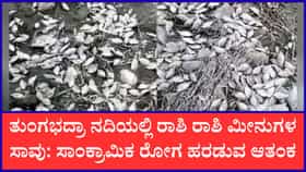 ಬತ್ತಿದ ತುಂಗಭದ್ರಾ ನದಿ: ನೀರಿಲ್ಲದೆ ಸಾವಿರಾರು ಮೀನುಗಳು ಸಾವು